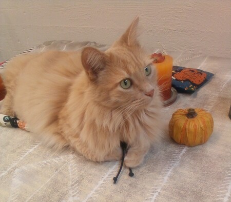 Entry image for Bella. Clicking this image will show a larger photo