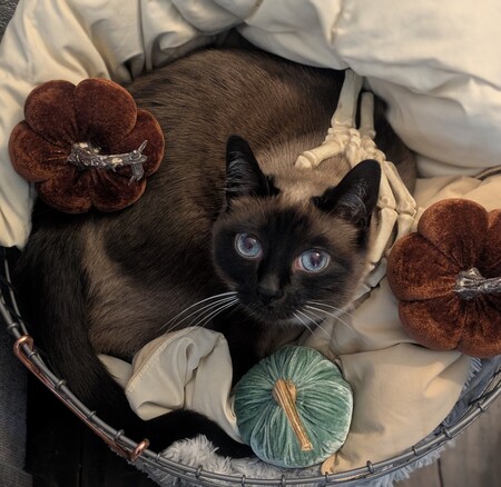 Entry image for Lemon. Clicking this image will show a larger photo