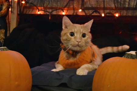 Entry image for Calcifer. Clicking this image will show a larger photo