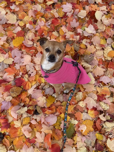 Entry image for Roxie. Clicking this image will show a larger photo