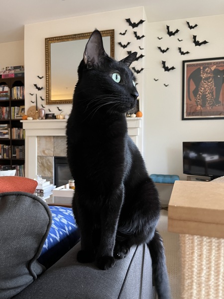 Entry image for Loki. Clicking this image will show a larger photo