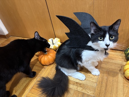 Entry image for Alfie & Charlie. Clicking this image will show a larger photo