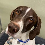 Entry image for Ranger (Adoptable at Homeward Pet)