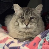 Entry image for Buckwheat (adoptable at Homeward Pet)