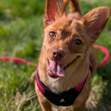 Entry image for Rhubarb 