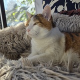 Entry image for Amber