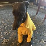 Entry image for Nandor