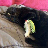 Entry image for Blitzen