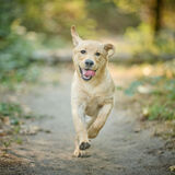 Entry image for Monkey