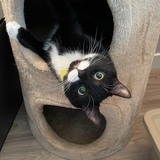 Entry image for Roscoe (formerly Walter)