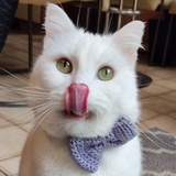 Entry image for Dusty