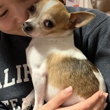 Entry image for Popper