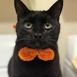 Entry image for Norman 