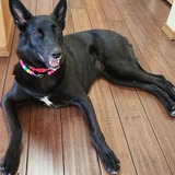 Entry image for Molly