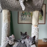 Entry image for The Seven Dwarfs 