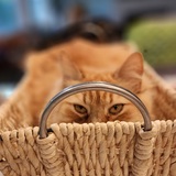 Entry image for Lily 