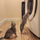 Entry image for Two of The Seven Dwarfs 