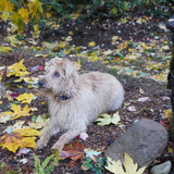 Entry image for Roxy