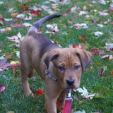 Entry image for Gus (aka Hasselback