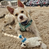 Entry image for Coco (Adoptable at Homeward Pet)