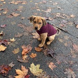 Entry image for Josie (FKA Tater Tot)