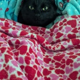 Entry image for JeeJee