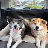 Entry image for Nala & Simba