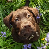 Entry image for Goose