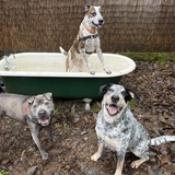 Entry image for Spot x2 and Smoke