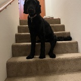 Entry image for Captain