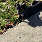 Entry image for Calypso 