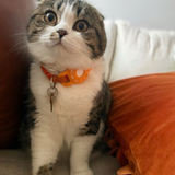 Entry image for Moira 