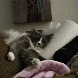 Entry image for Zelda