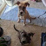 Entry image for Freddie and Igor