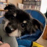 Entry image for Boomer