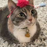 Entry image for Gracie