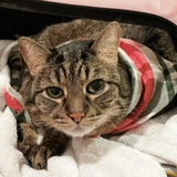 Entry image for Jasmine