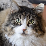 Entry image for Axel 