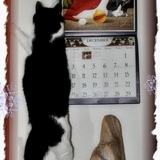 Entry image for Scamper (Scampie Doodle)