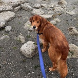 Entry image for Uber