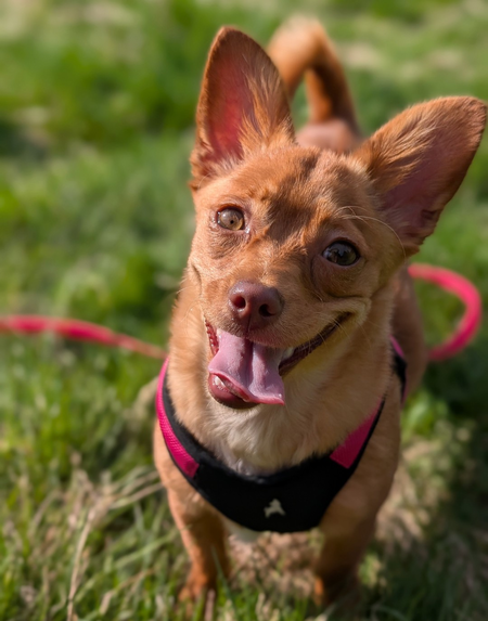 Entry image for Rhubarb . Clicking this image will show a larger photo