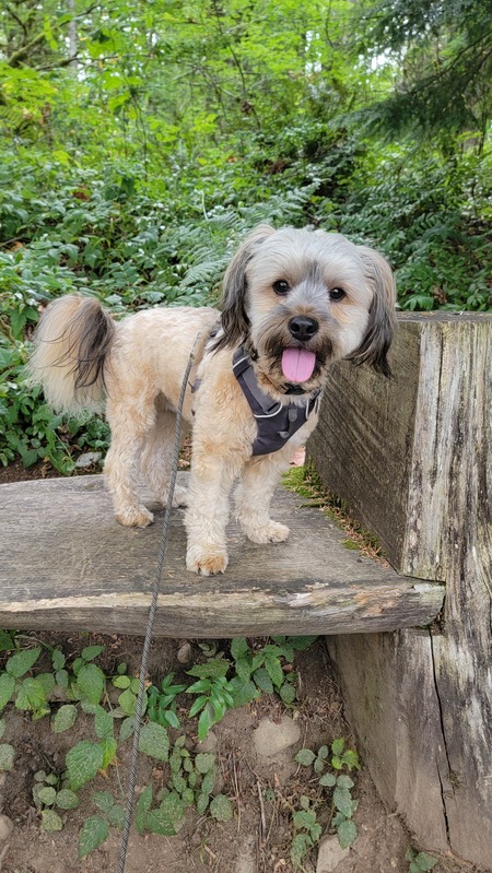 Entry image for Barley. Clicking this image will show a larger photo