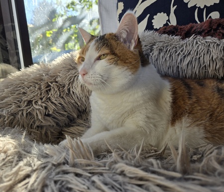 Entry image for Amber. Clicking this image will show a larger photo