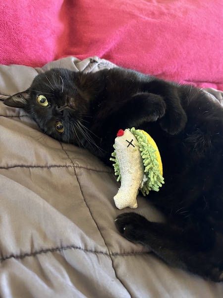 Entry image for Blitzen. Clicking this image will show a larger photo