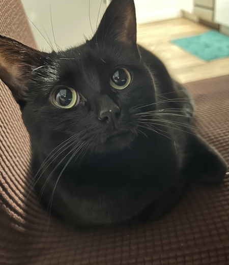 Entry image for Oso. Clicking this image will show a larger photo