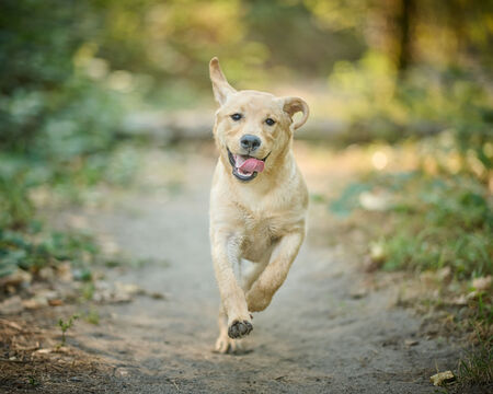 Entry image for Monkey. Clicking this image will show a larger photo