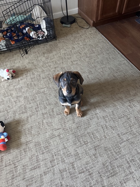 Entry image for Zeus aka Fondant. Clicking this image will show a larger photo