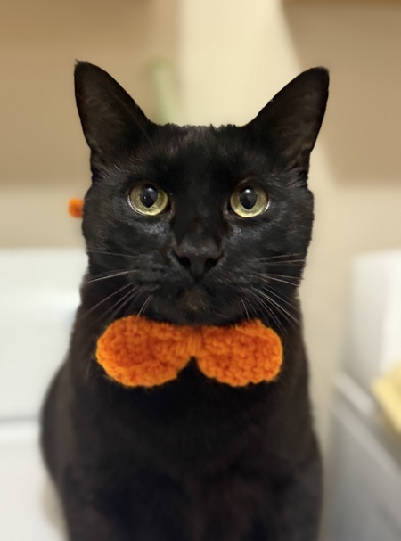 Entry image for Norman . Clicking this image will show a larger photo