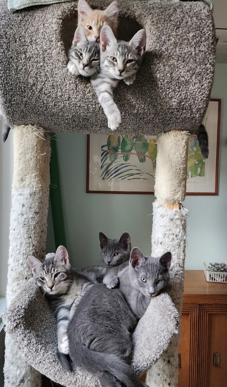 Entry image for The Seven Dwarfs . Clicking this image will show a larger photo