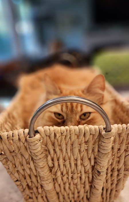 Entry image for Lily . Clicking this image will show a larger photo